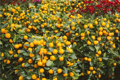 how are mandarin oranges grown in china
